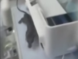 Una rata en una incubadora de un hospital