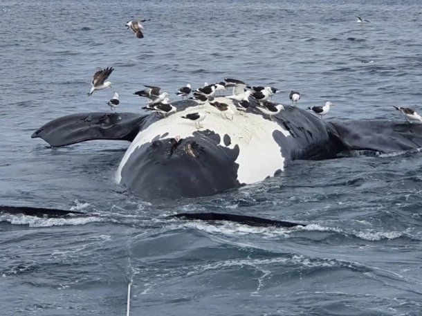 Chubut: aparecieron 15 ballenas muertas en las costas de Puerto Pirámides.
