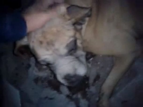 El emocionante salvataje de un perro tras el terremoto en Chile