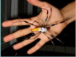 Araña Nephila