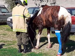 Dramático rescate de un caballo atrapado en una boca de tormenta