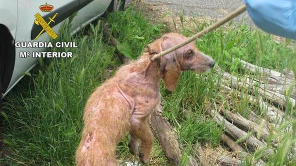 Las autoridades rescataron a 15 perro desnutridos y enfermos