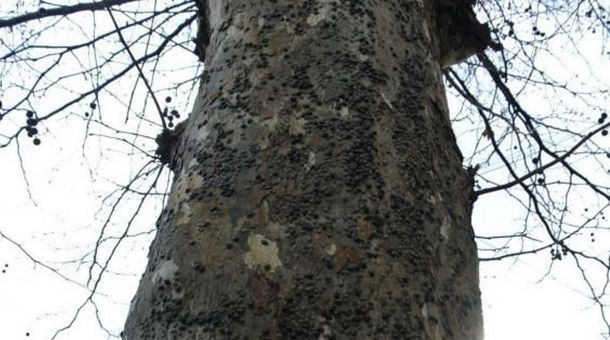 Vecinos denuncian invasión de chinches en varios barrios porteños