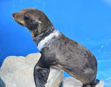 Así fue el rescate de un lobo marino herido por un plástico