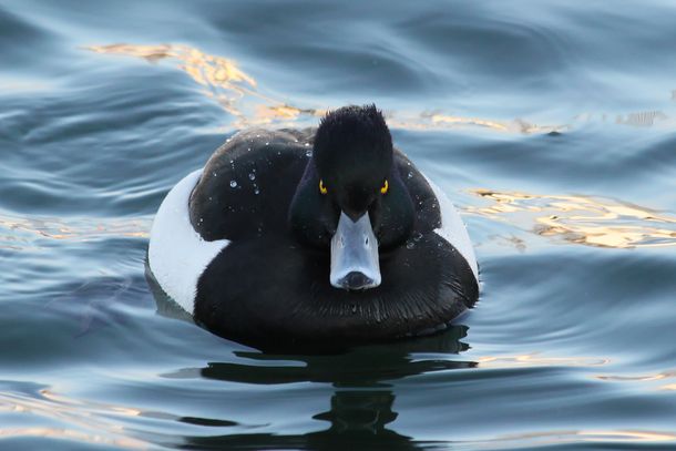 Una mujer reclama 275 mil dólares de indemnización por ser atacada por un pato