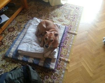 España sacrificó al perro de la enfermera con ébola