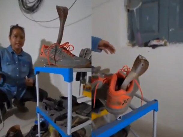 VIDEO: encontró una cobra gigante dentro de su zapatilla 