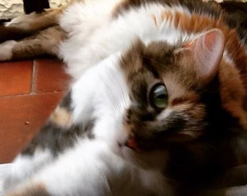 ¿Es el gato el mejor amigo del soltero?