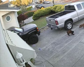 Un gato es atacado brutalmente por dos pitbulls