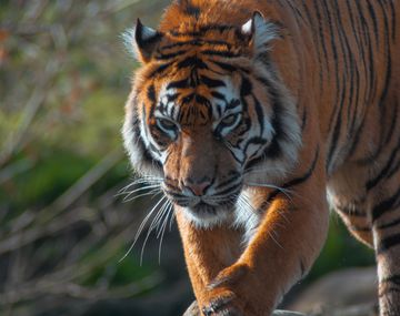 Salen a la luz imágenes de un extraño tigre negro: quedan apenas 10 ejemplares