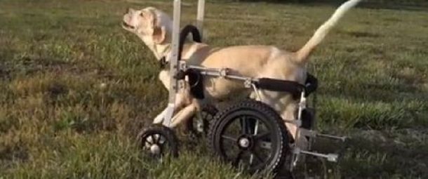 Un perro con parálisis logró volver a caminar