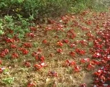La isla invadida por los cangrejos en Navidad