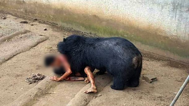 VIDEO: Un hombre casi fue devorado por un oso en un templo de Tailandia