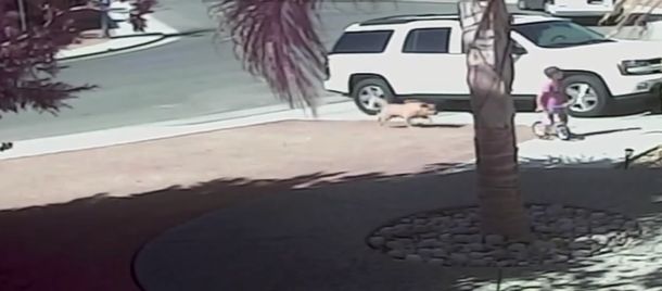 El peor final: el perro que atacó con furia a un niño fue sacrificado