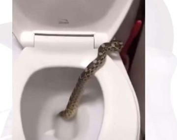 Almagro: fue al baño de su casa y encontró una culebra ¡en el inodoro! 