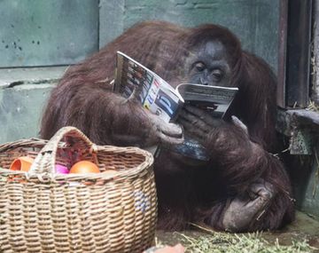 La orangutana Sandra será trasladada a EEUU