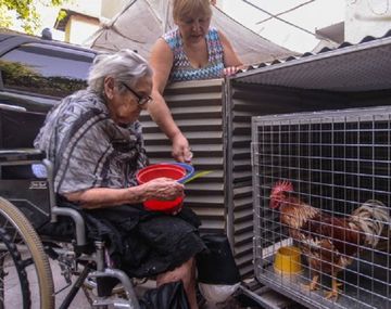 La abuela podrá quedarse con el gallo