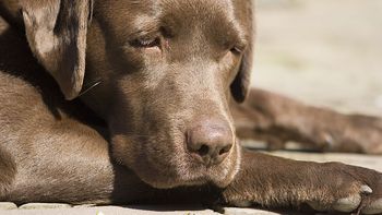 ¡el colmo! un perro llamado gatillo le disparo a su duena ¡el colmo! un perro llamado gatillo le disparo a su duena