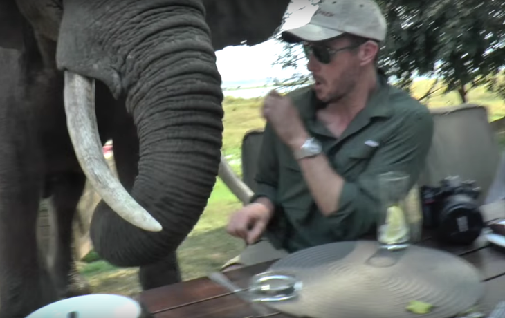 VIDEO: Un elefante enojado se desquita