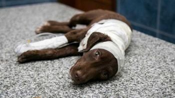 Perro Chocolate Perro Chocolate