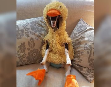 Polly ama su disfraz de patito