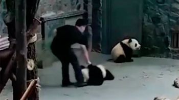 Los pandas bebés fueron maltratados por sus cuidadores Los pandas bebés fueron maltratados por sus cuidadores
