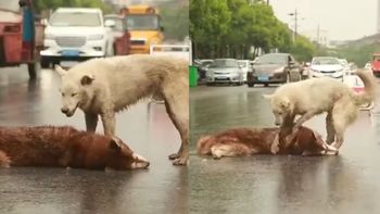 El perro no quiso abandonar a su amigo que murió en la calle El perro no quiso abandonar a su amigo que murió en la calle