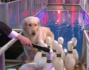 Polémica por la utilización de perros en la TV