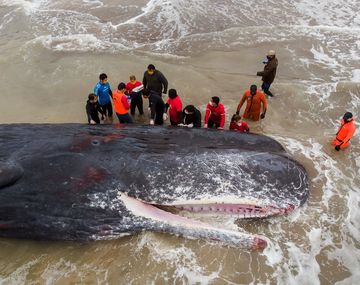 Un cachalote murió tras quedar varado en una playa de Santa Clara del Mar