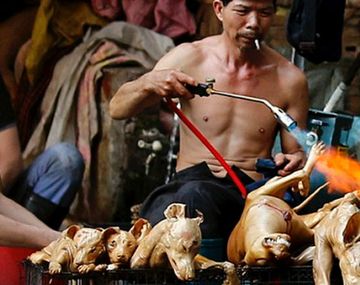Se consume carne de perro durante el Festival de Yulin, en China