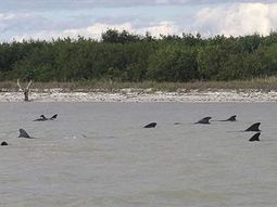 Al menos 10 ballenas mueren varadas y otras 40 están en peligro