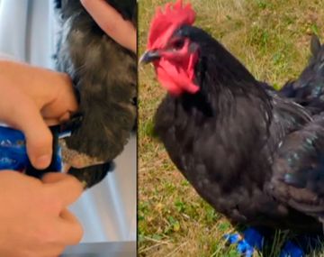 Gallo volvió a caminar gracias a prótesis 3D