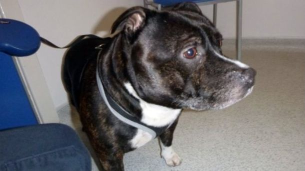 Lo siento mucho: abandonó a su perro en la Iglesia con una nota