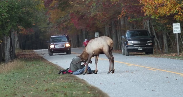 VIDEO: Fotógrafo pasa un mal momento por fotografiar a un alce