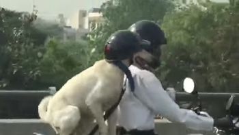 lleva a su perro en moto y causa indignacion lleva a su perro en moto y causa indignacion