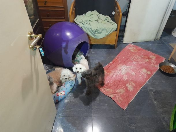 Rescatan 24 perros de un criadero ilegal de Caballito