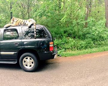 Llamaron a la policía... y era un tigre de peluche