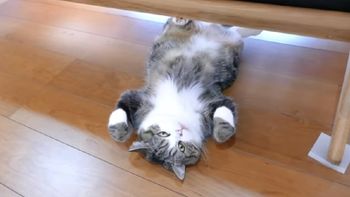 maru, el gato japones que es furor en youtube entro al guinness maru, el gato japones que es furor en youtube entro al guinness