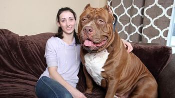 hulk, el enorme pitbull que es furor en intenet hulk, el enorme pitbull que es furor en intenet