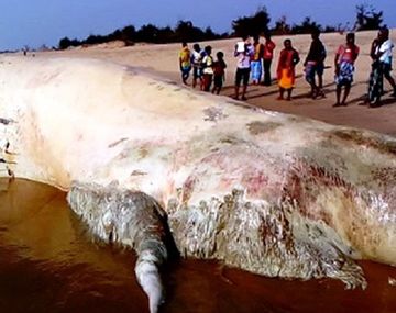 Encuentran al cadáver del pez más grande del mundo en una playa de India