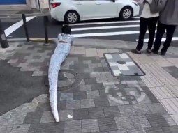 el video de un therian serpiente arrastrandose por las calles de japon que se hizo viral el video de un therian serpiente arrastrandose por las calles de japon que se hizo viral