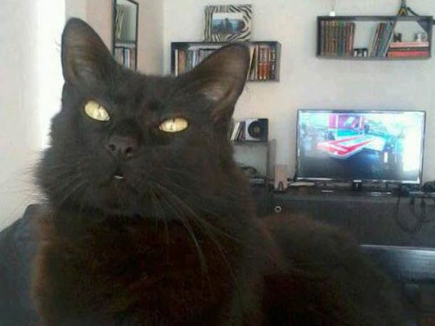 A seis días de la tragedia en Rosario, un joven encontró a su gato