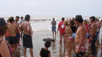 Un lobo marino fue afectado por turistas en la playa Un lobo marino fue afectado por turistas en la playa