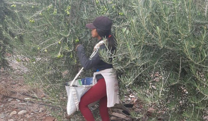 La AFIP desarticuló maniobras de explotación rural