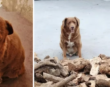 El perro más viejo del mundo: cumplió 31 años y rompió el récord Guinness