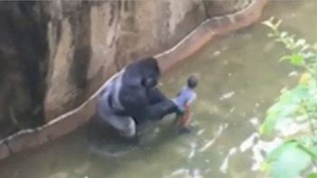 otra vez matan a un animal en un zoologico: un gorila aprisiono a un nene en su jaula otra vez matan a un animal en un zoologico: un gorila aprisiono a un nene en su jaula