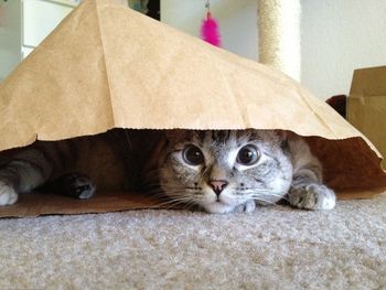 Una gatita, la nueva reina de los virales felinos