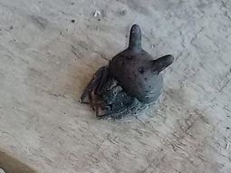 Hallan una peligrosa araña con cabeza de gato en una vivienda