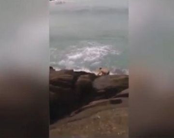 Impresionante: una ola se tragó a un bañista