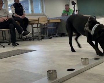 Finlandia: perros detectan pasajeros con coronavirus